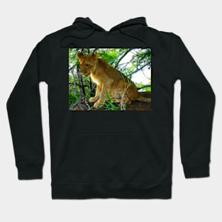 Lion Cub, Zambezi National Park, Zimbabwe Hoodie